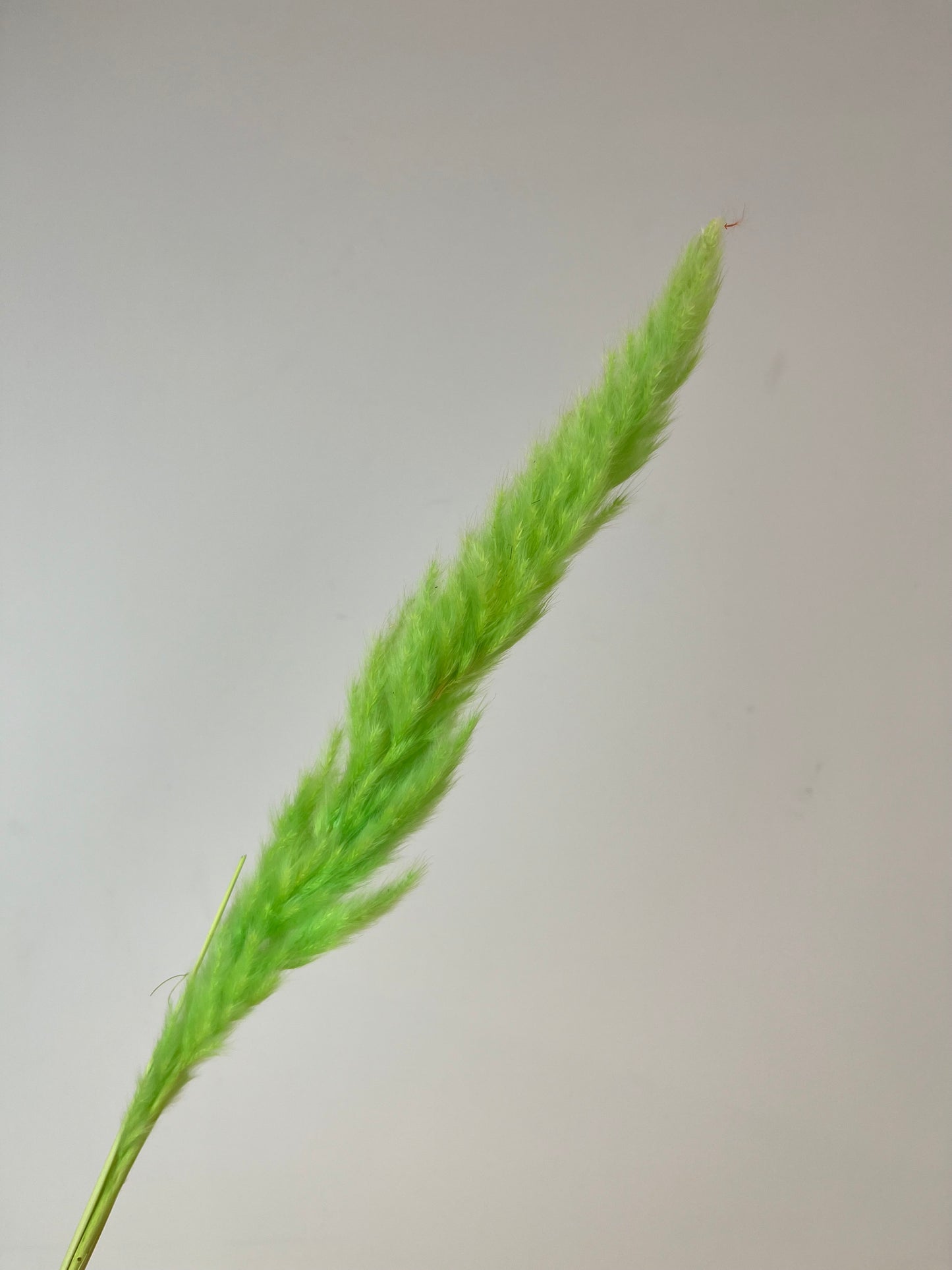 Mini Pampas