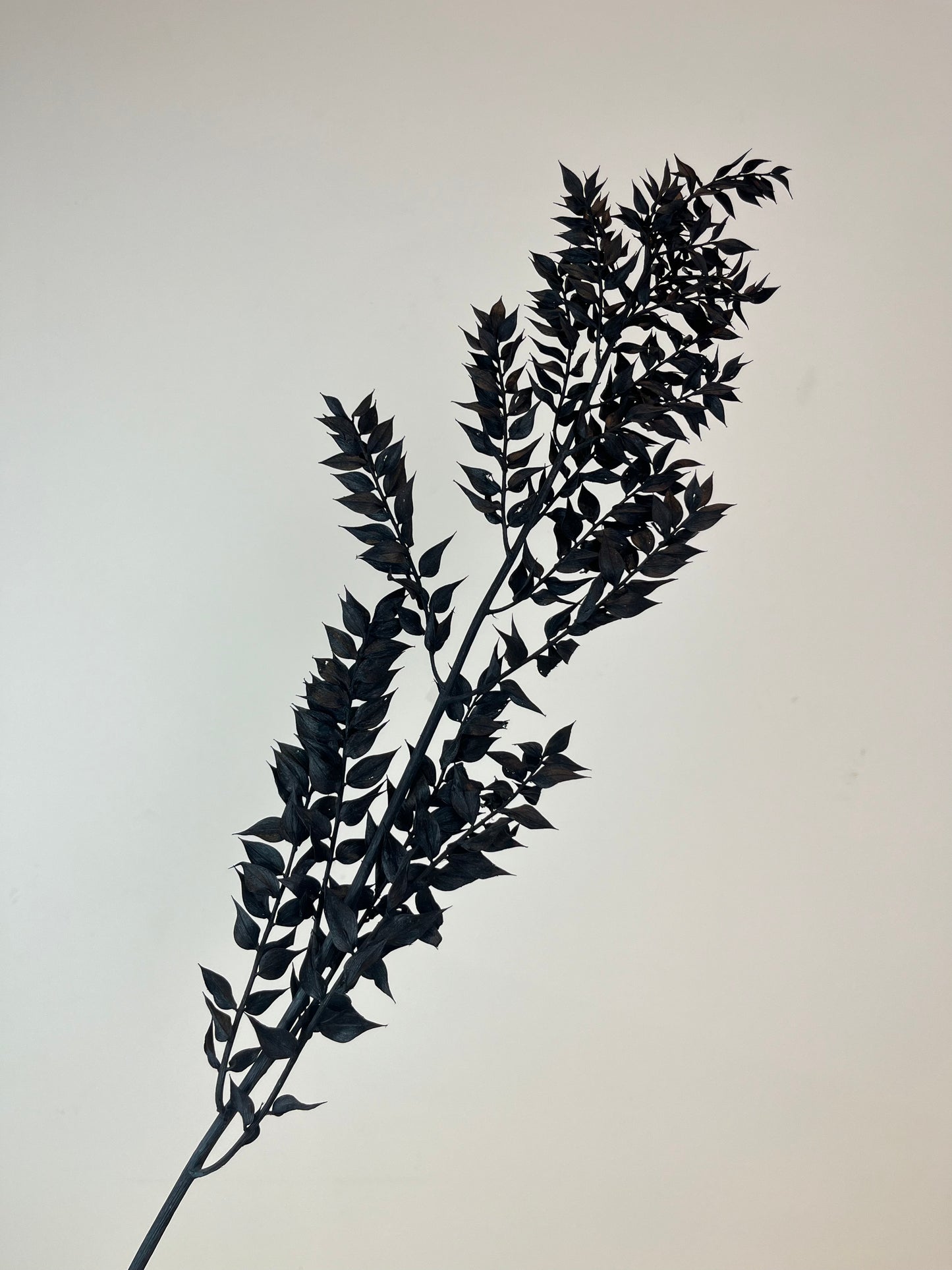 Ruscus Stems