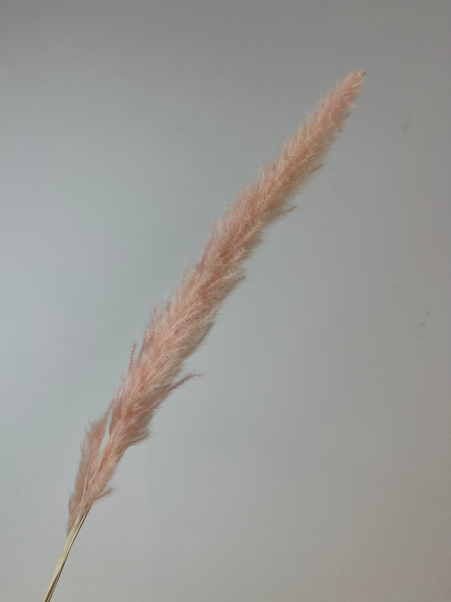 Mini Pampas