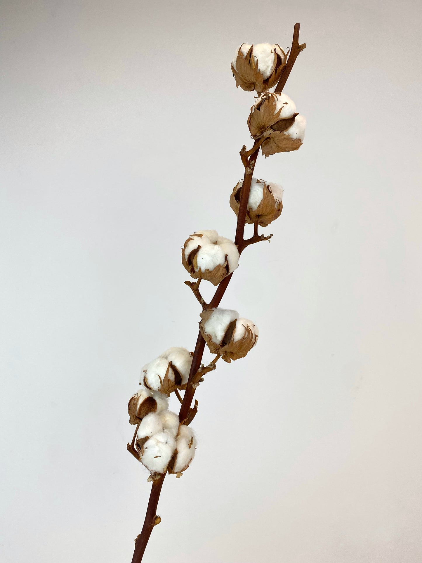 Cotton Stem