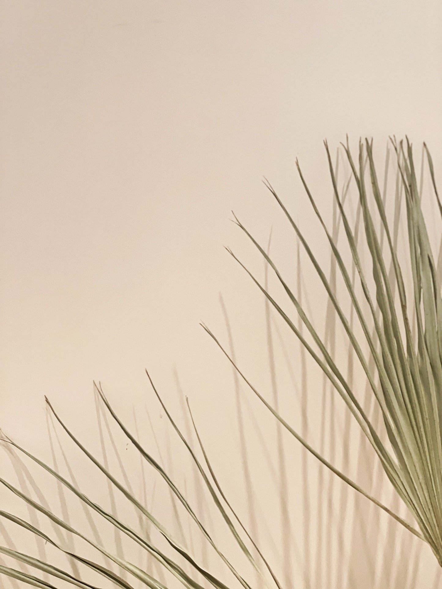 Dried Green Palm Fans
