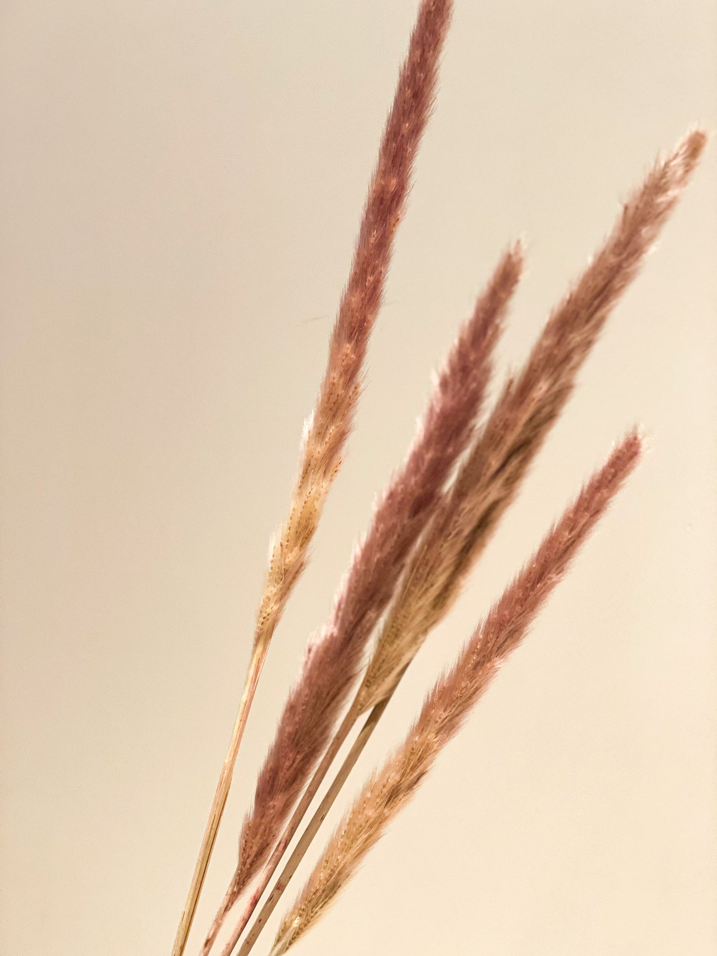 Mini Pampas