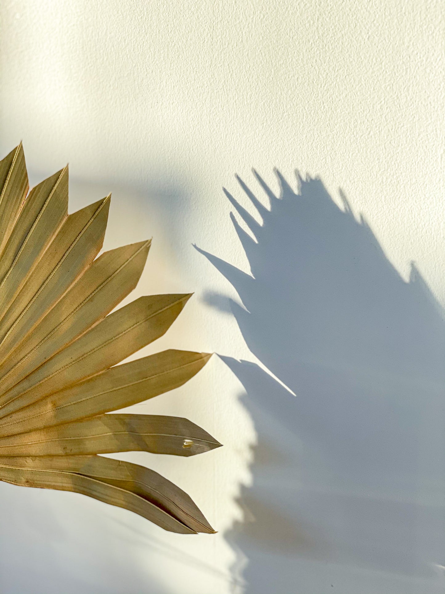 Palm Sun