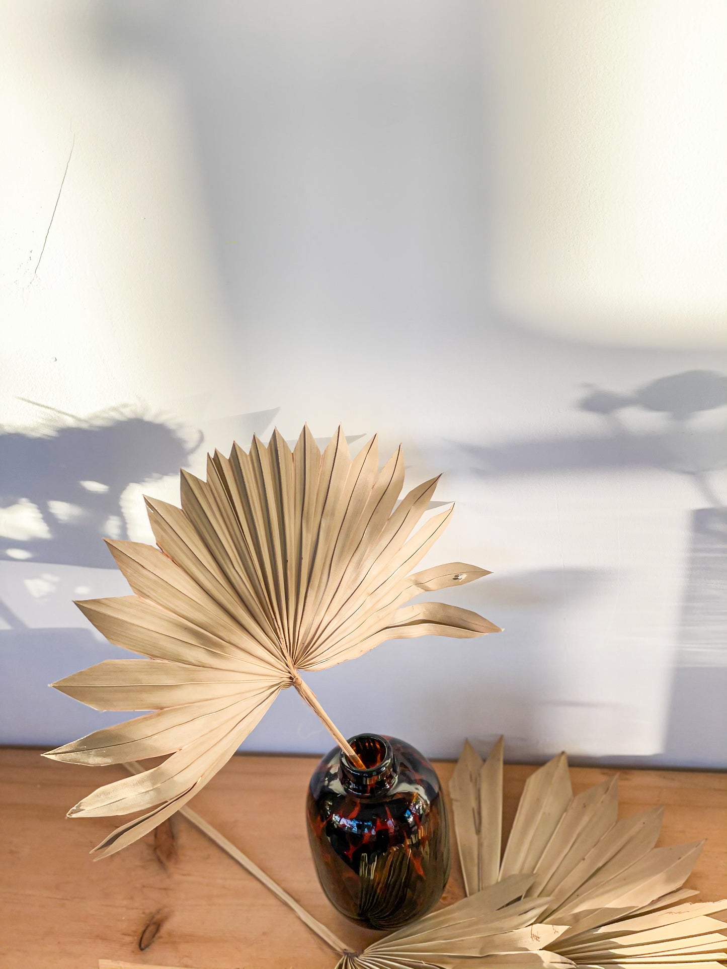 Palm Sun