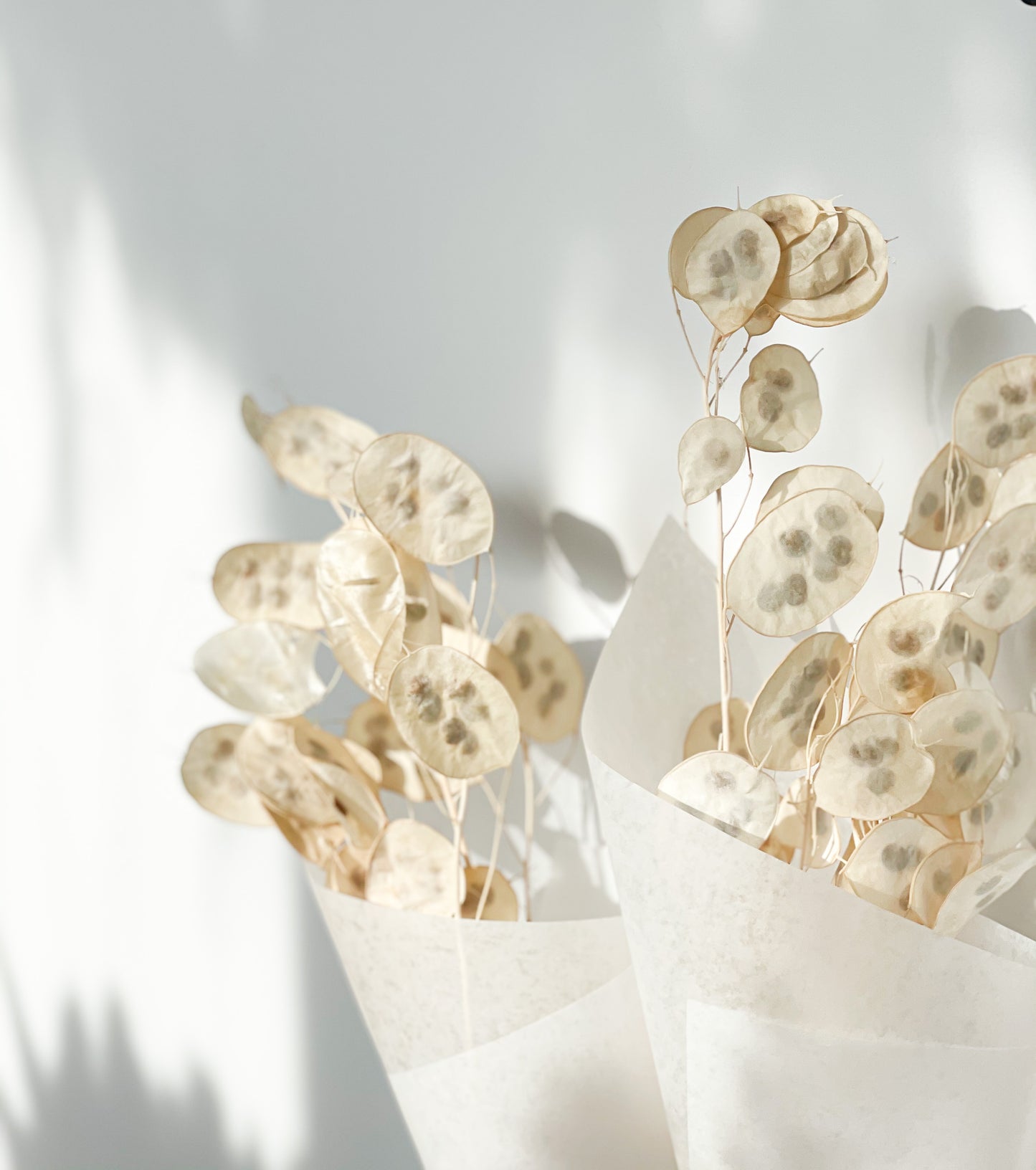 Lunaria