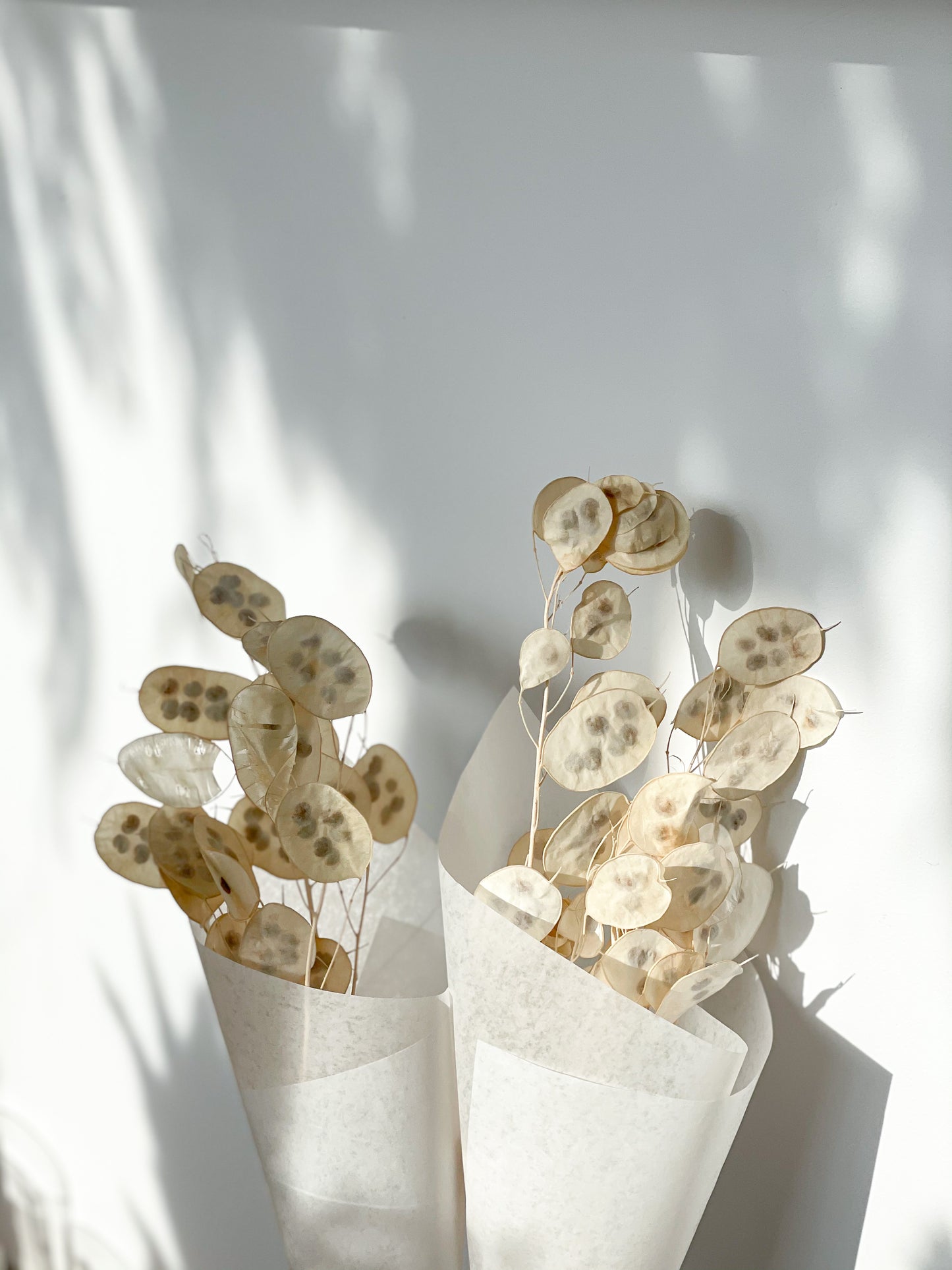 Lunaria