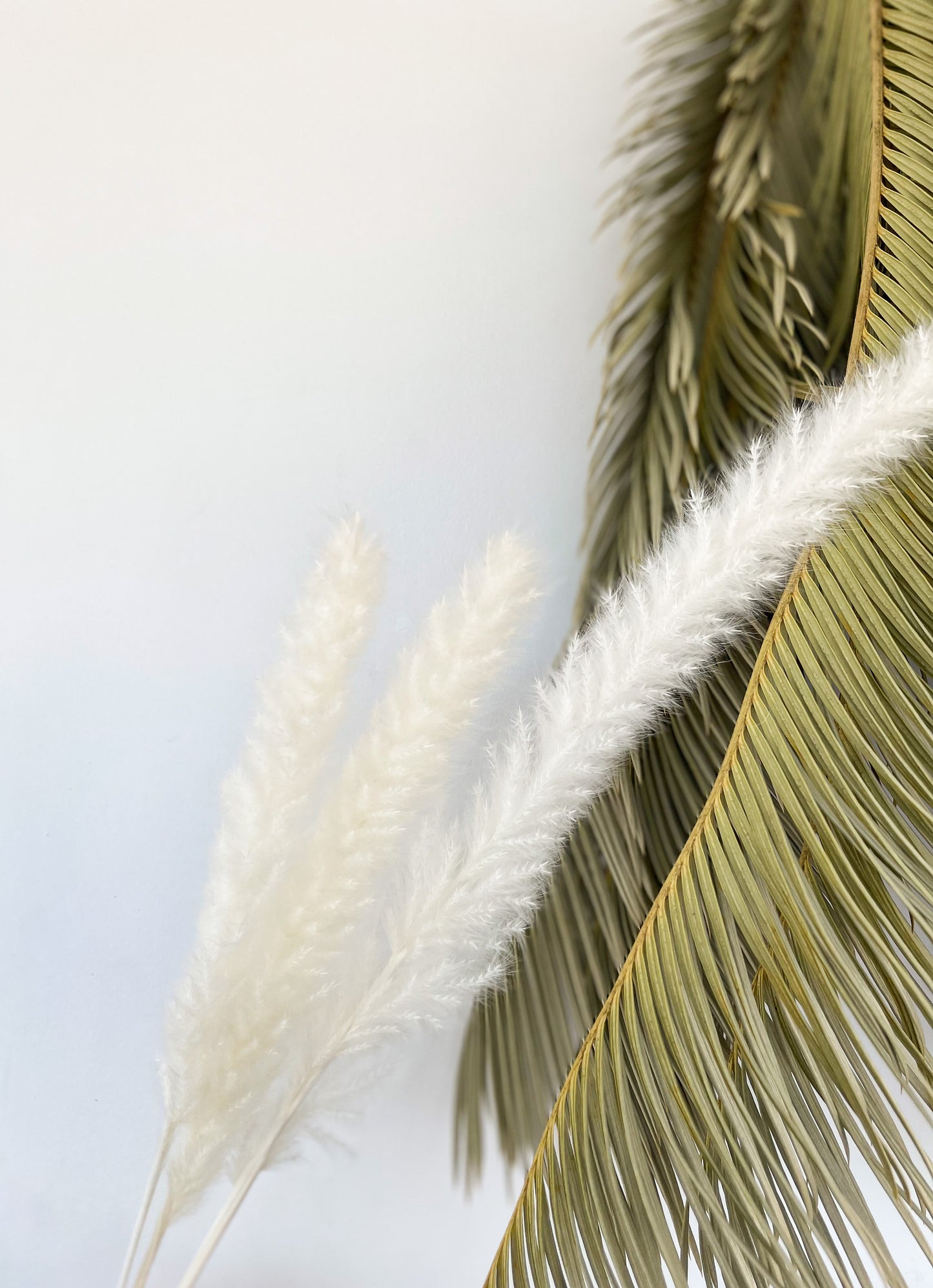 Mini Pampas