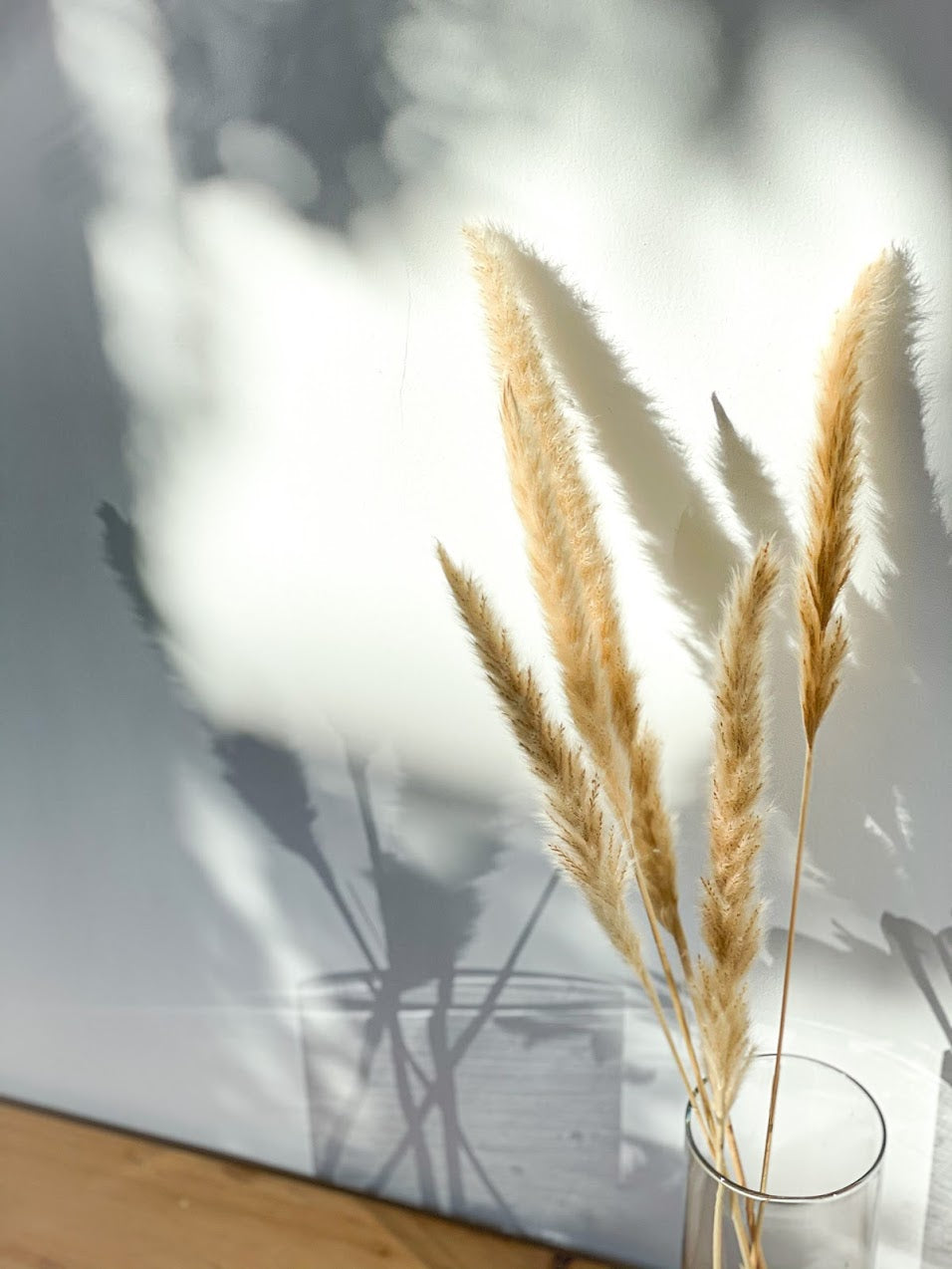 Mini Pampas