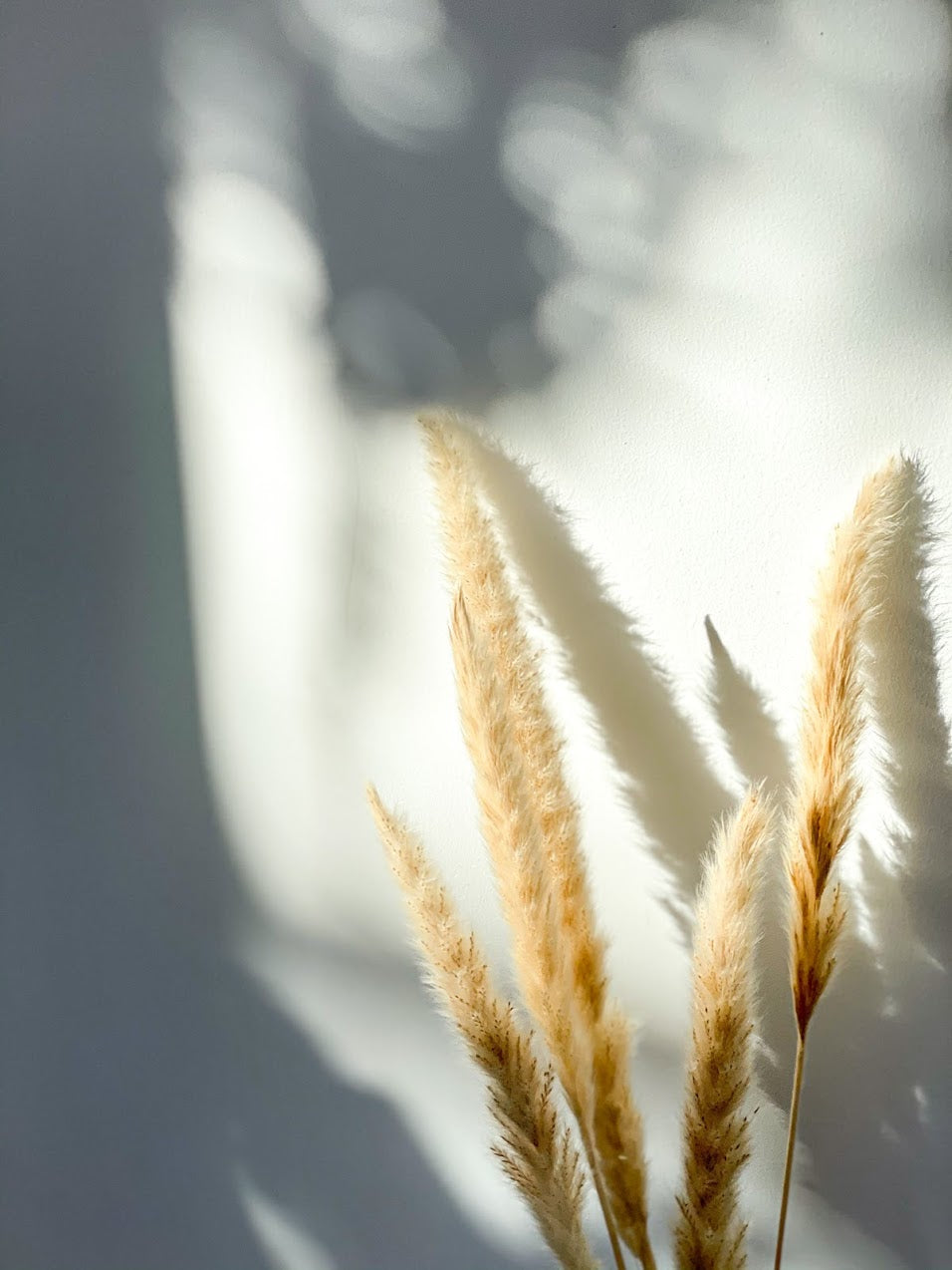 Mini Pampas