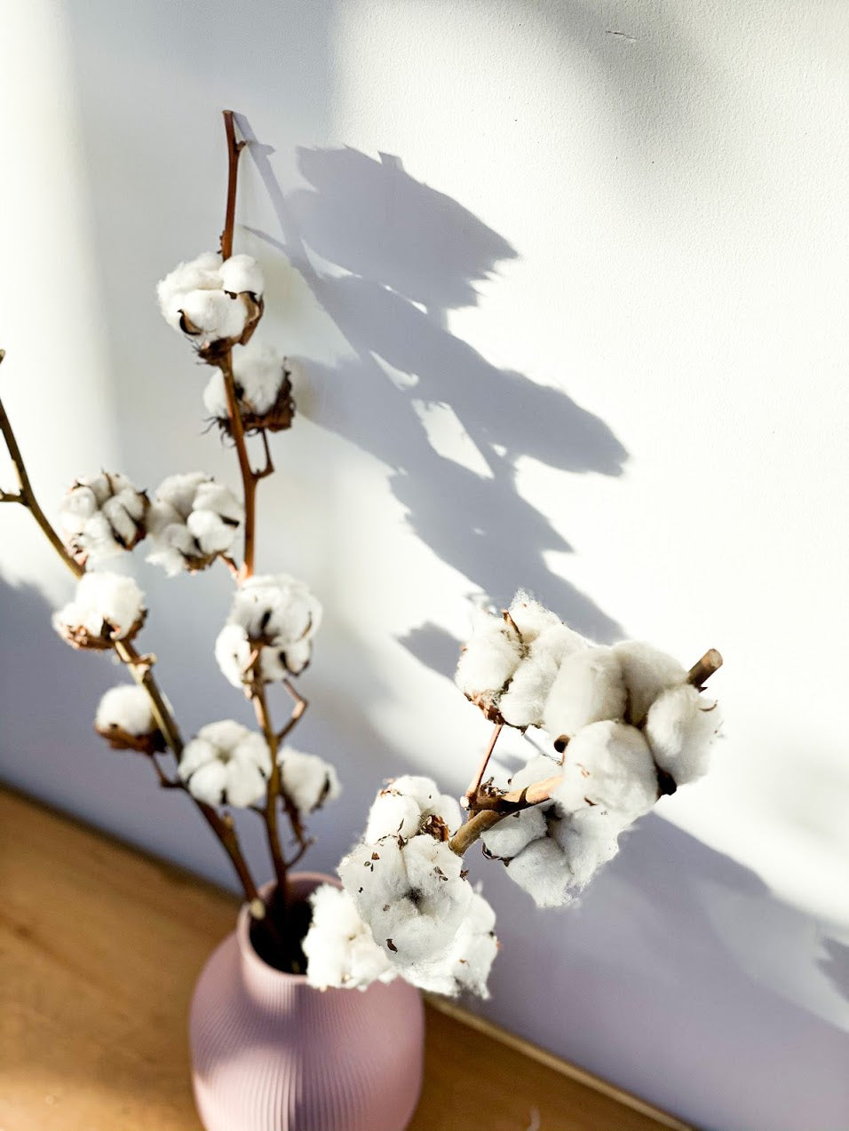 Cotton Stem