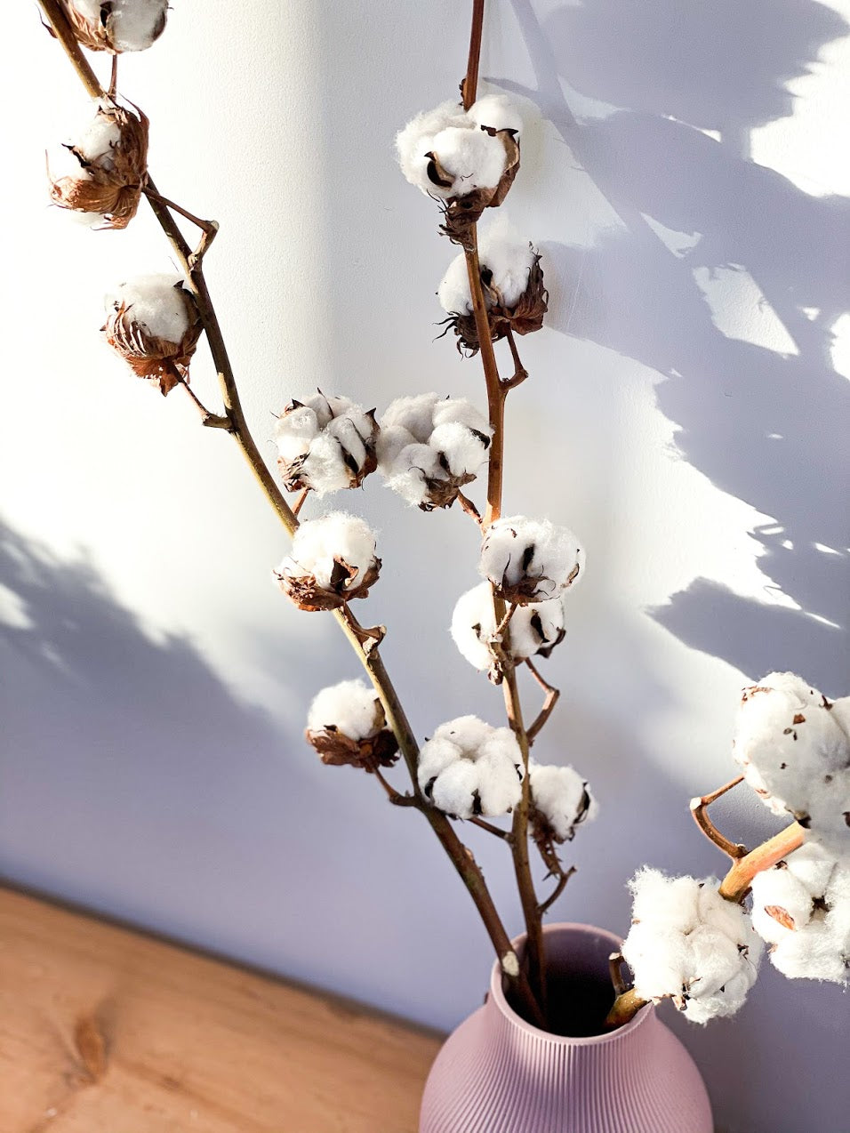 Cotton Stem