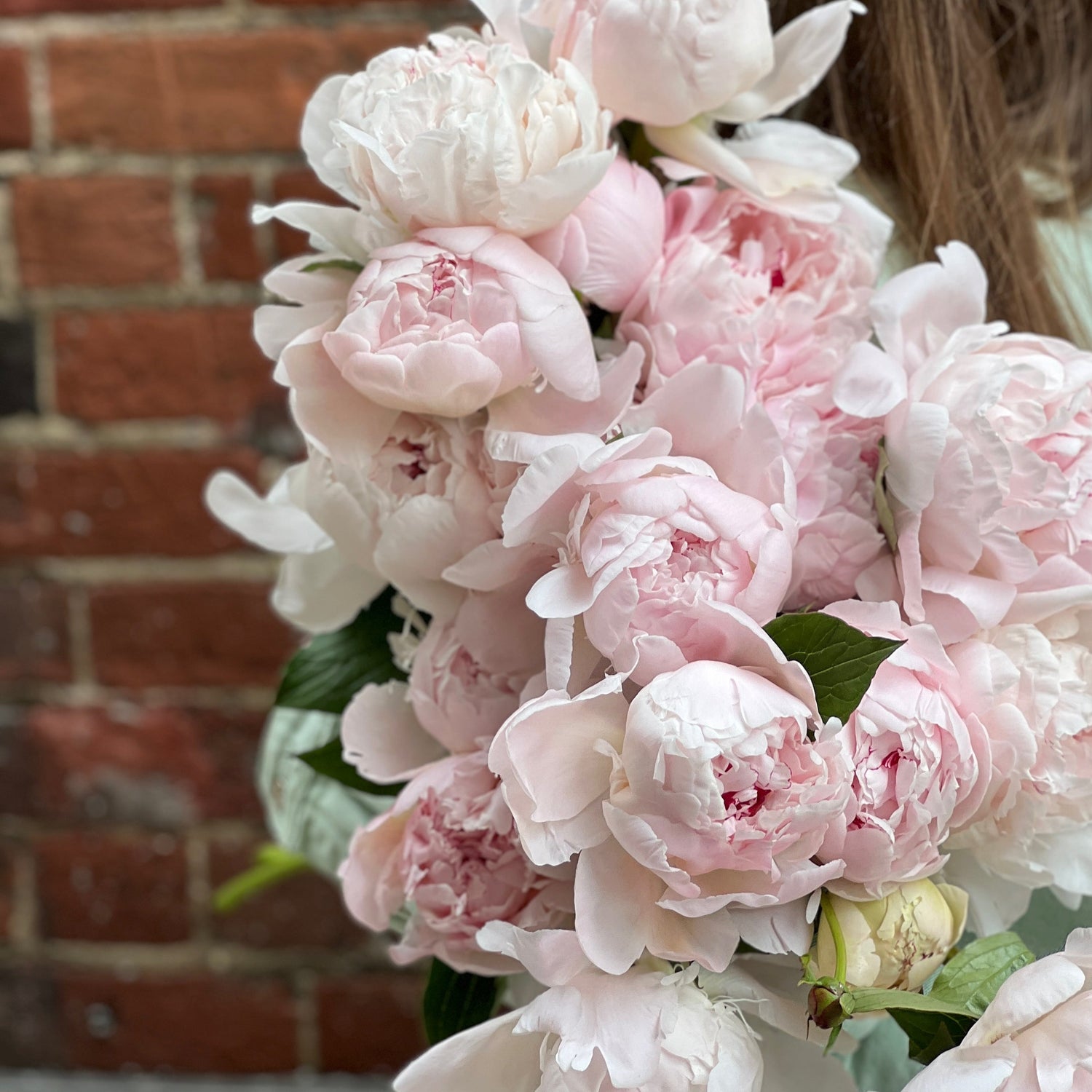 Peony Bundle