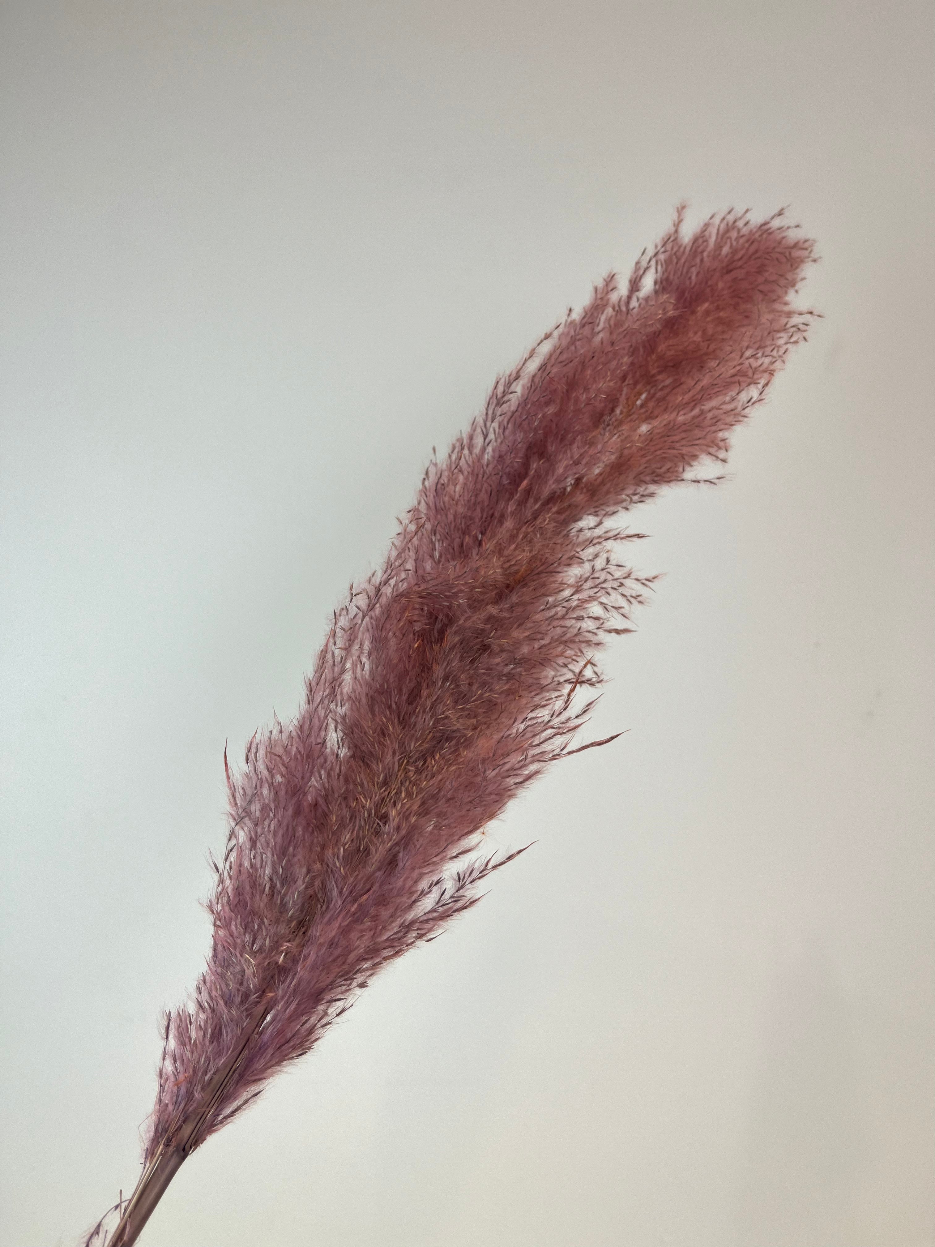 Medium Pampas