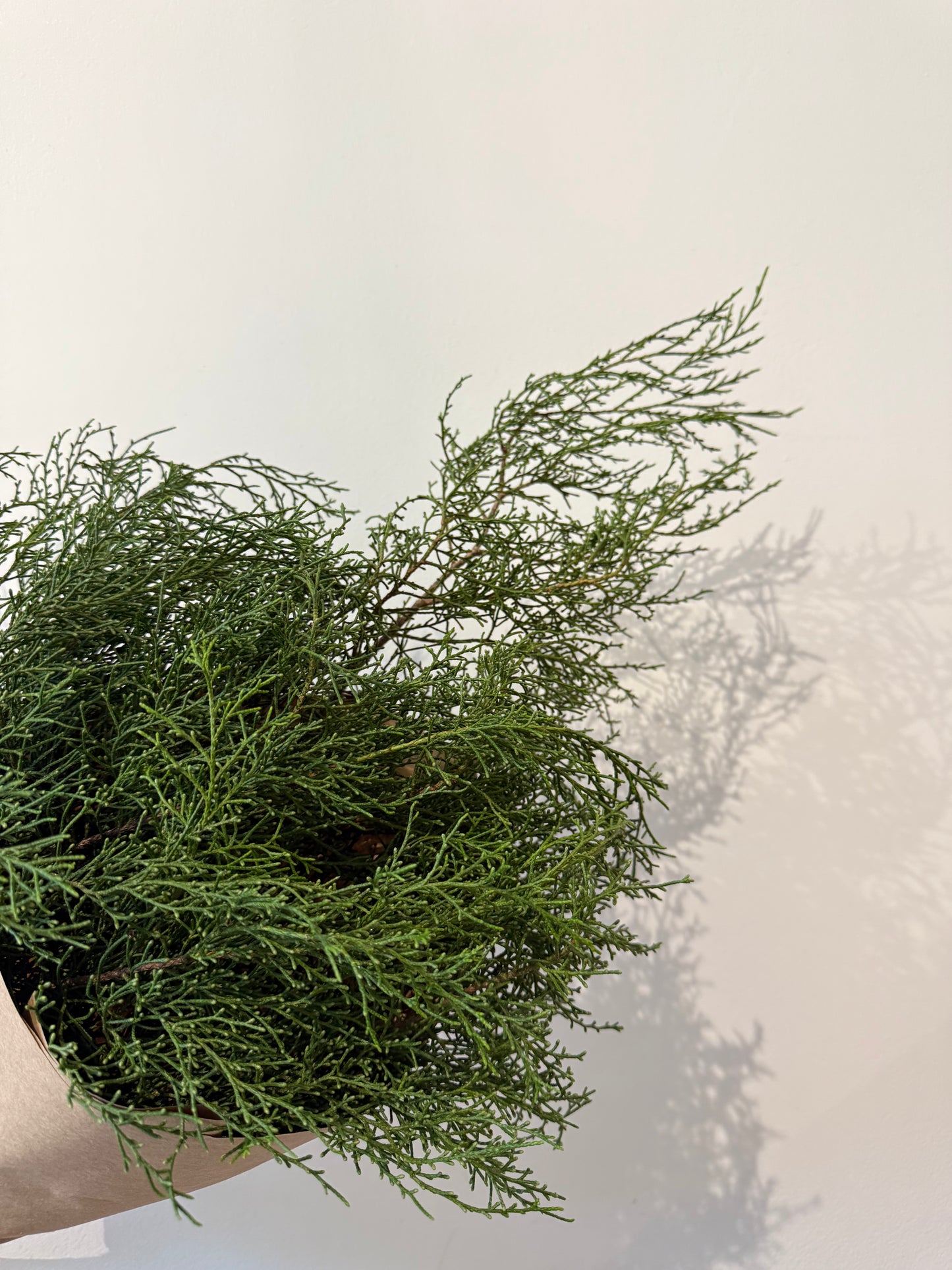 Holiday Greenery Bundle