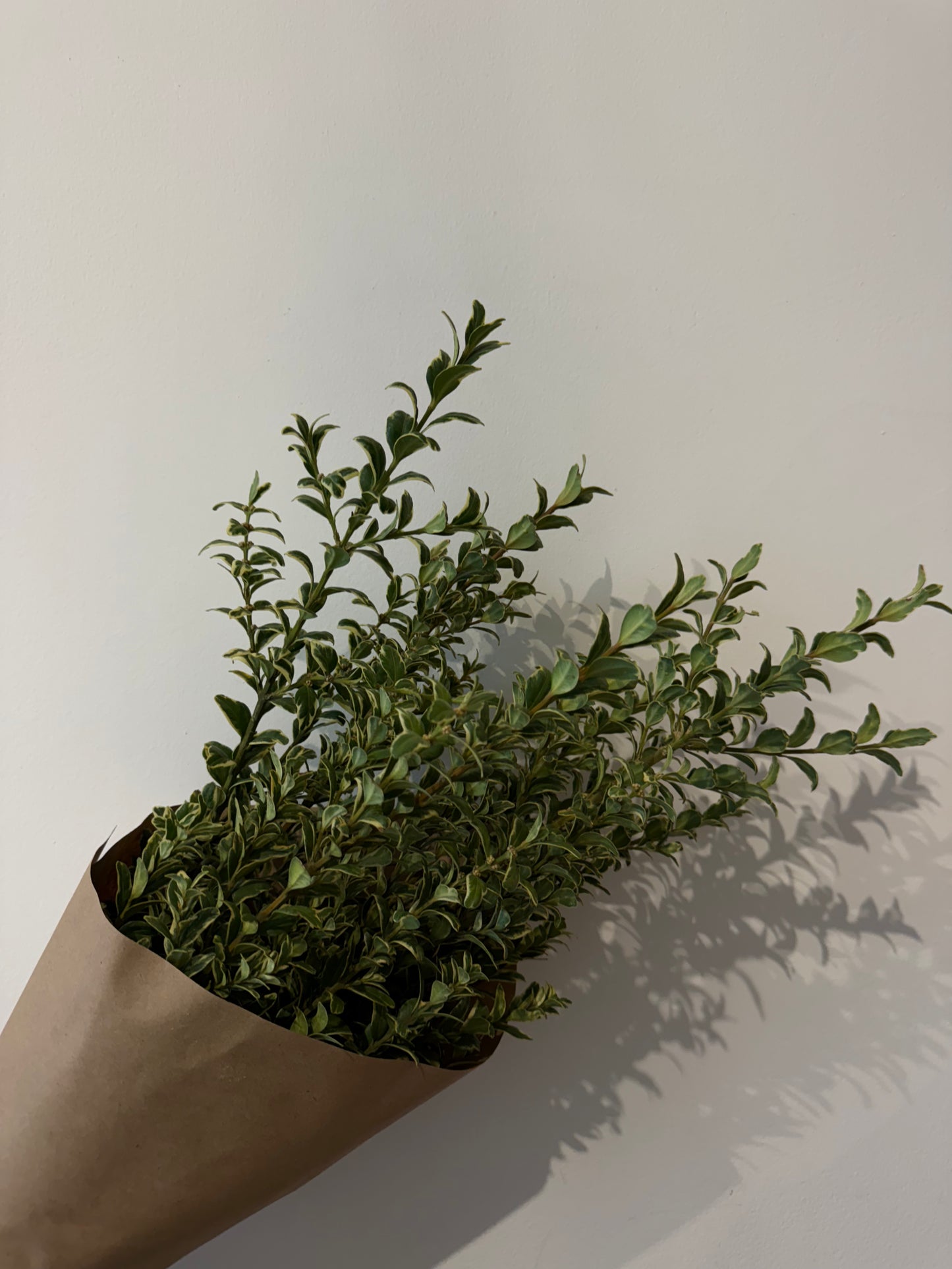 Holiday Greenery Bundle