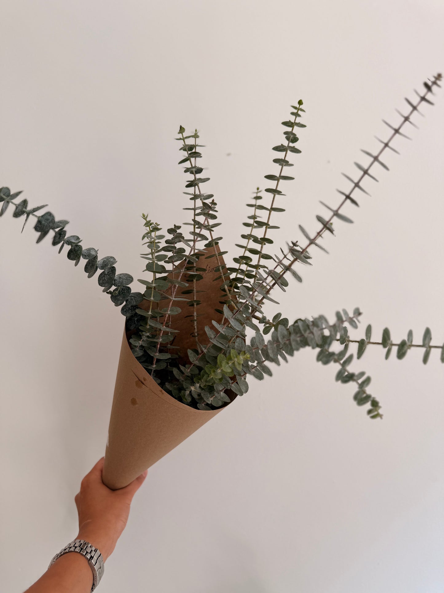Eucalyptus Bundle