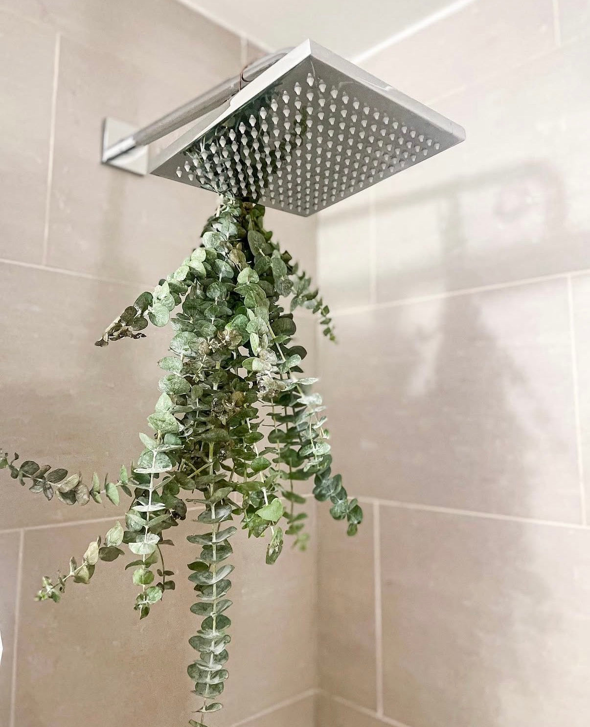 Eucalyptus Bundle