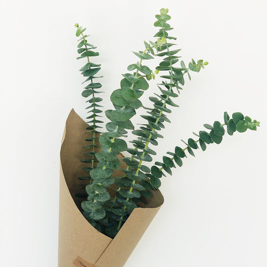 Eucalyptus Bundle