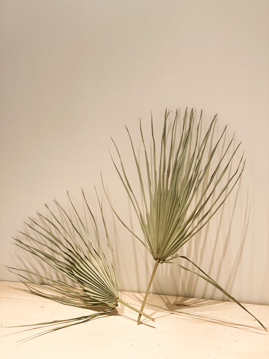 Dried Green Palm Fans